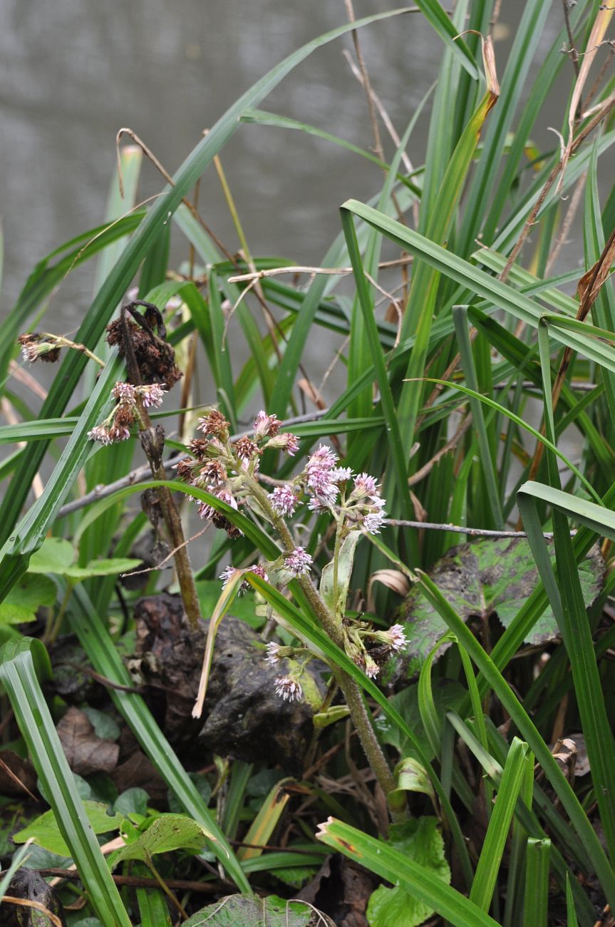 Image of Petasites pyrenaicus specimen.