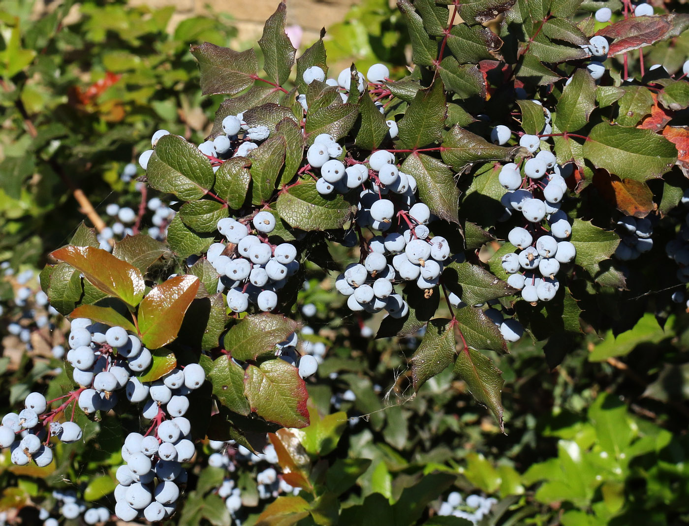 Изображение особи Mahonia aquifolium.