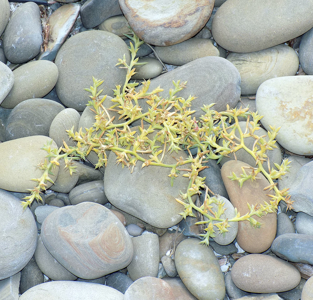 Image of Salsola pontica specimen.