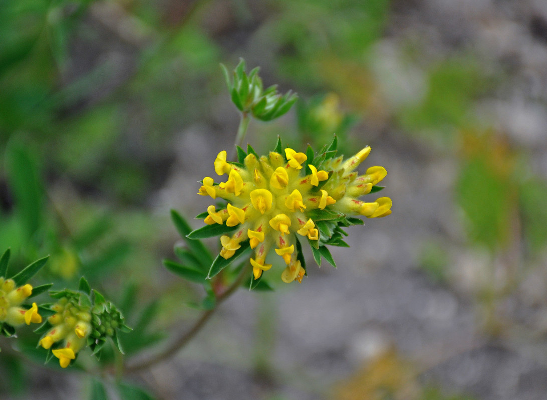 Image of Anthyllis vulneraria specimen.