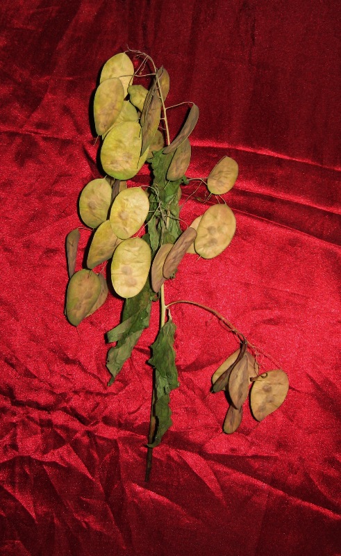 Изображение особи Lunaria annua.
