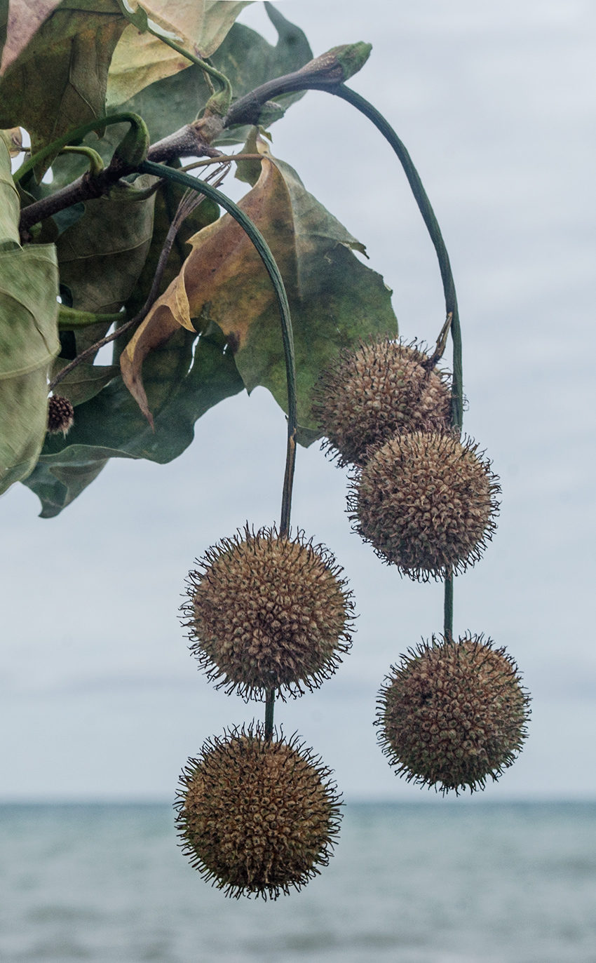 Изображение особи Platanus orientalis.