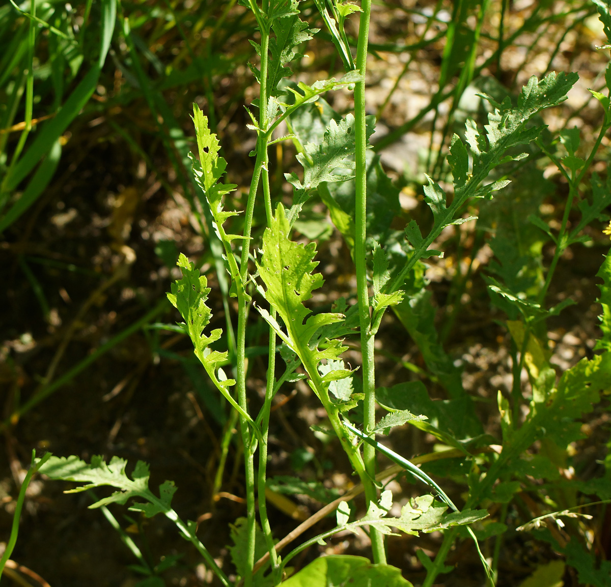Image of Rorippa × armoracioides specimen.
