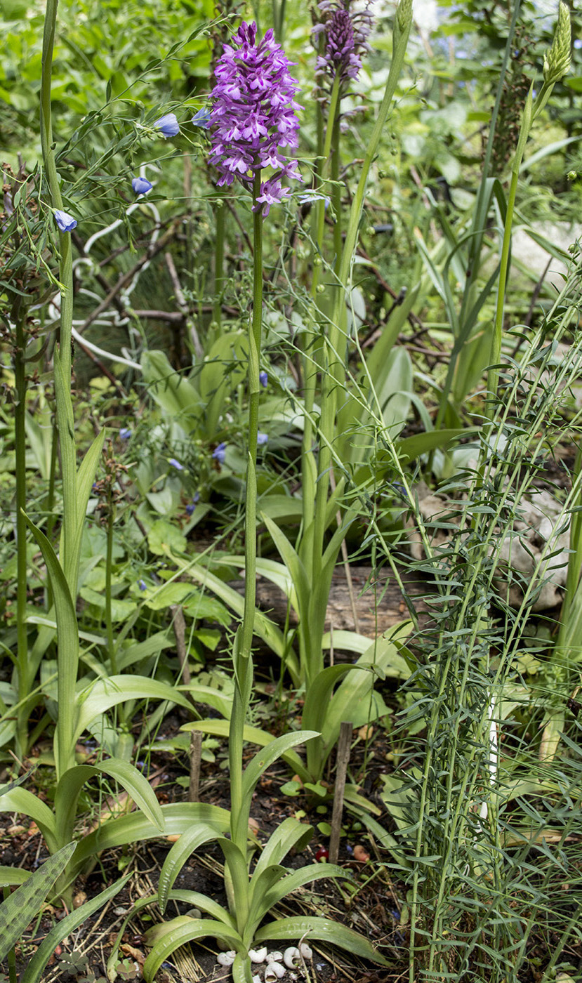 Изображение особи Anacamptis &times; laniccae.