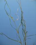 Ruppia spiralis