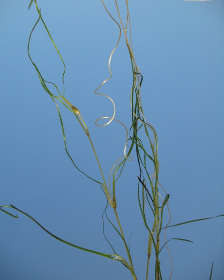 Image of Ruppia spiralis specimen.
