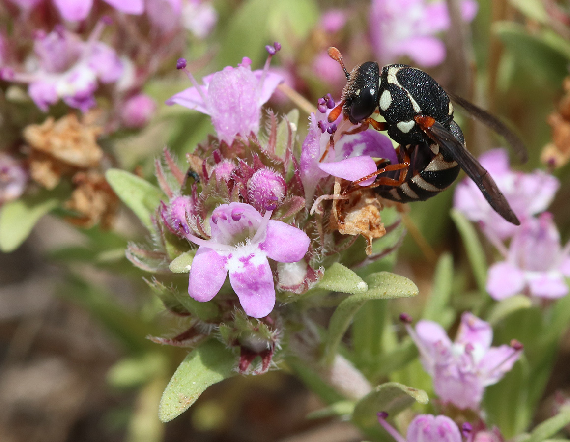 Изображение особи Thymus tauricus.