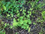 Alchemilla micans