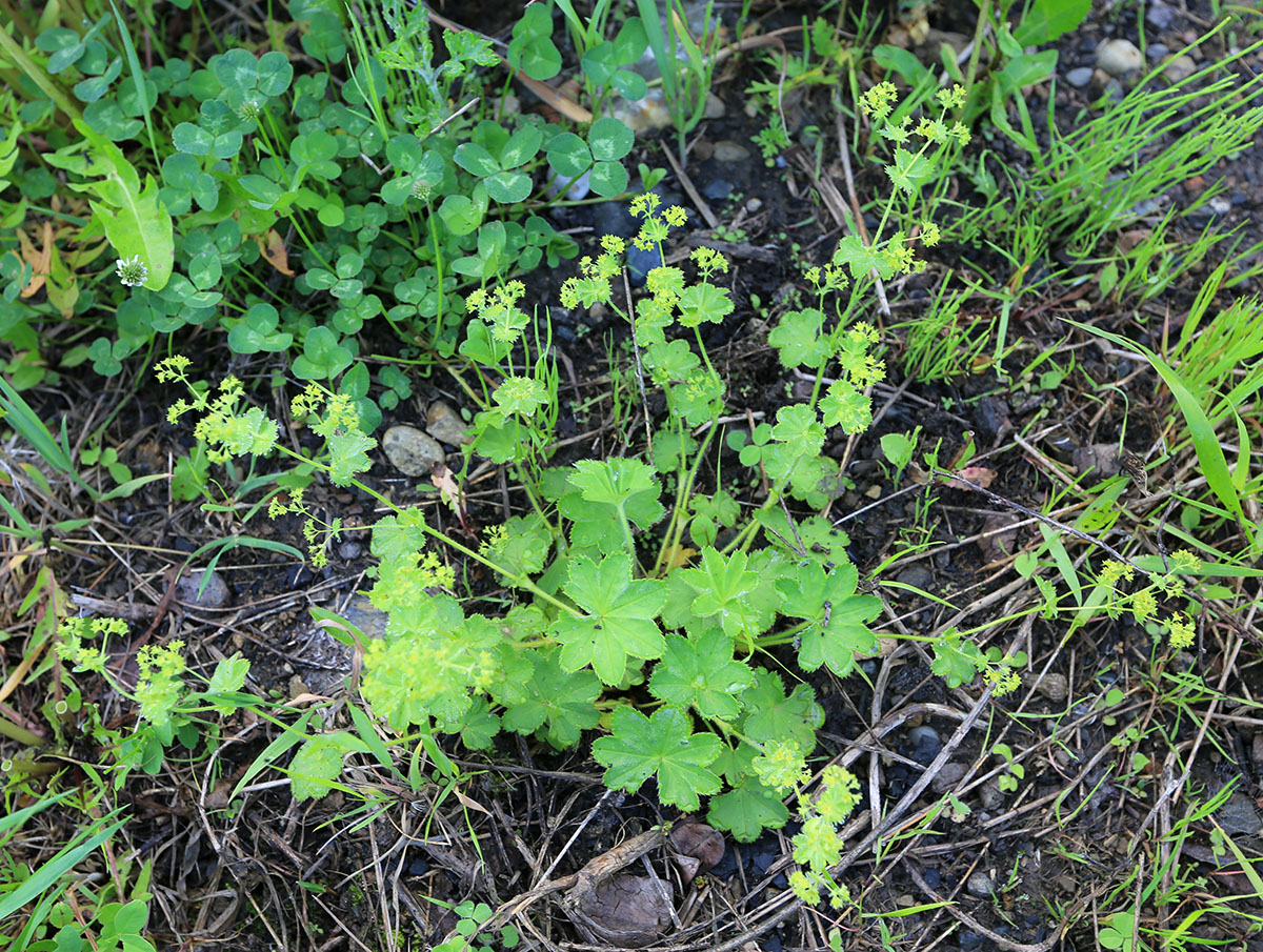 Изображение особи Alchemilla micans.