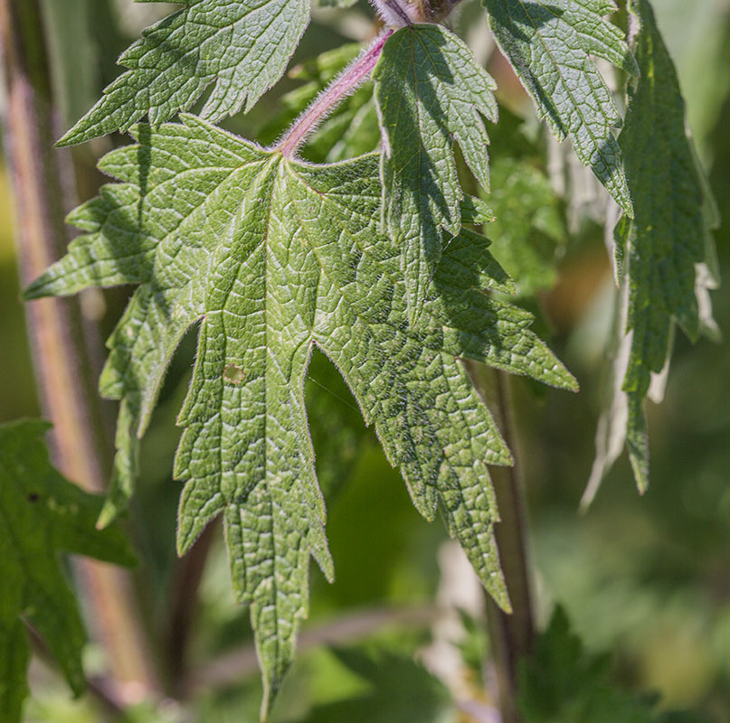 Изображение особи Leonurus quinquelobatus.