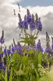 Veronica teucrium