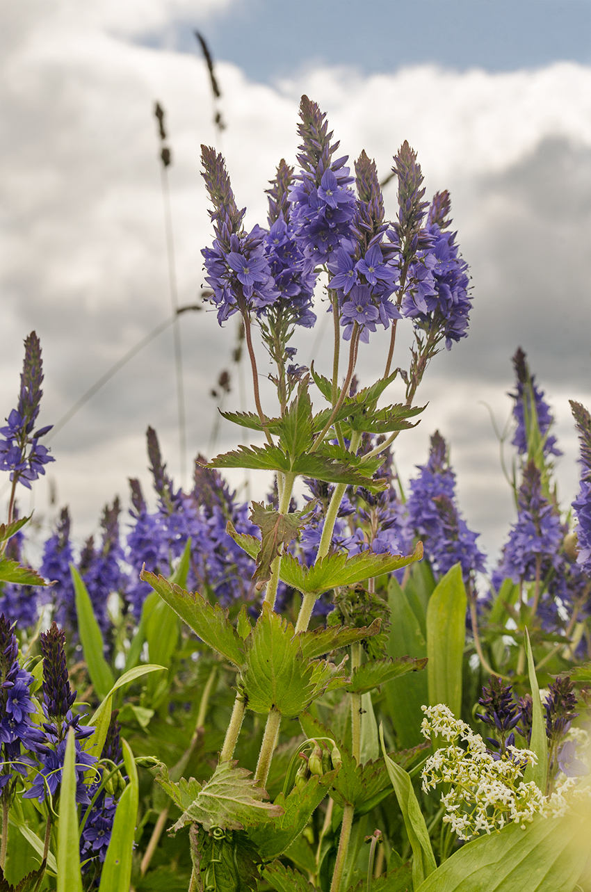 Image of Veronica teucrium specimen.