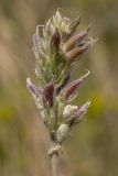 Oxytropis pilosa