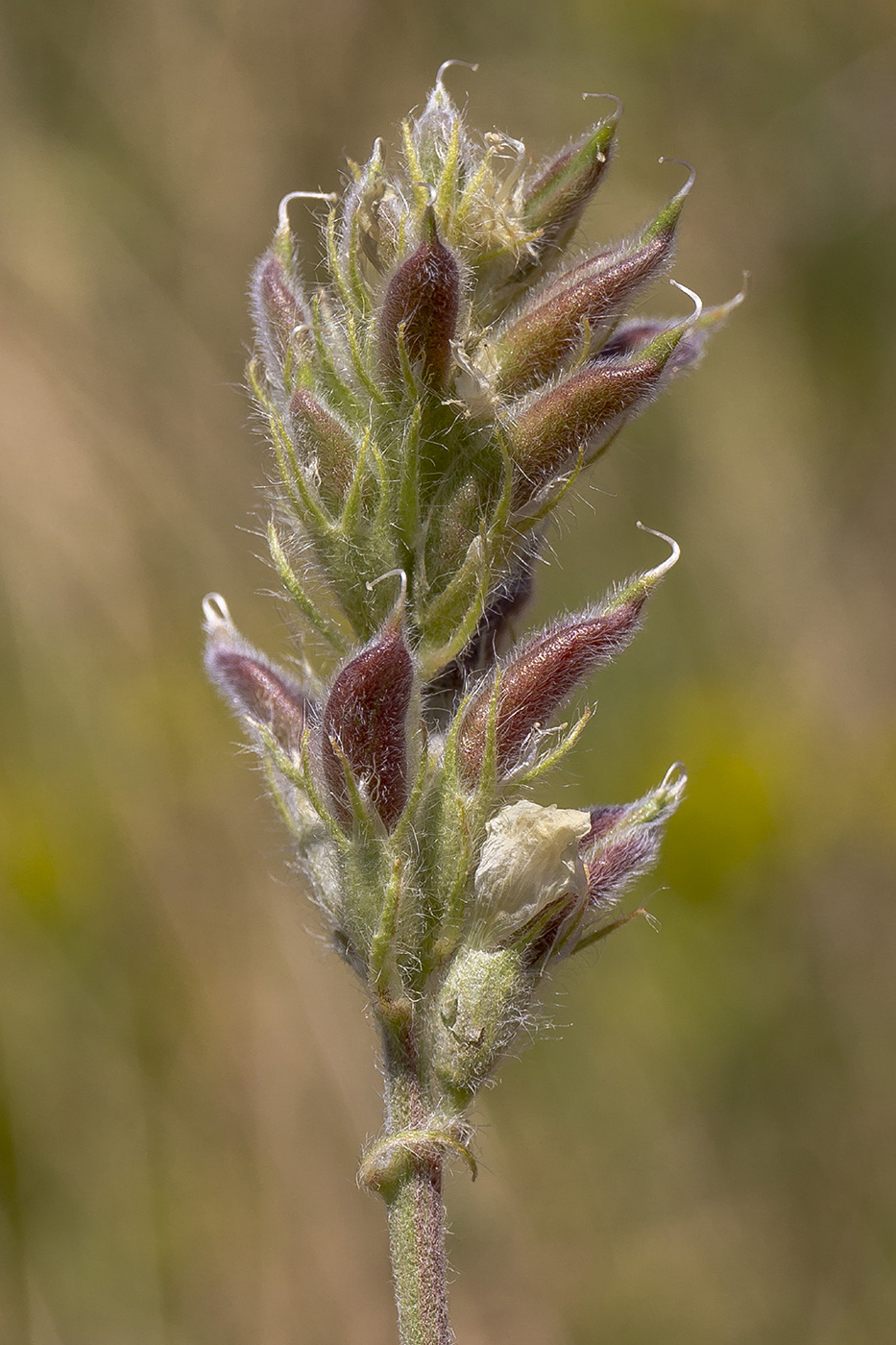 Изображение особи Oxytropis pilosa.