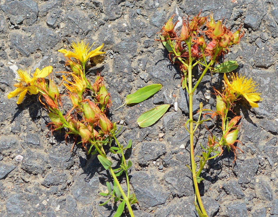 Image of Hypericum perforatum specimen.