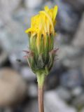 Taraxacum macilentum