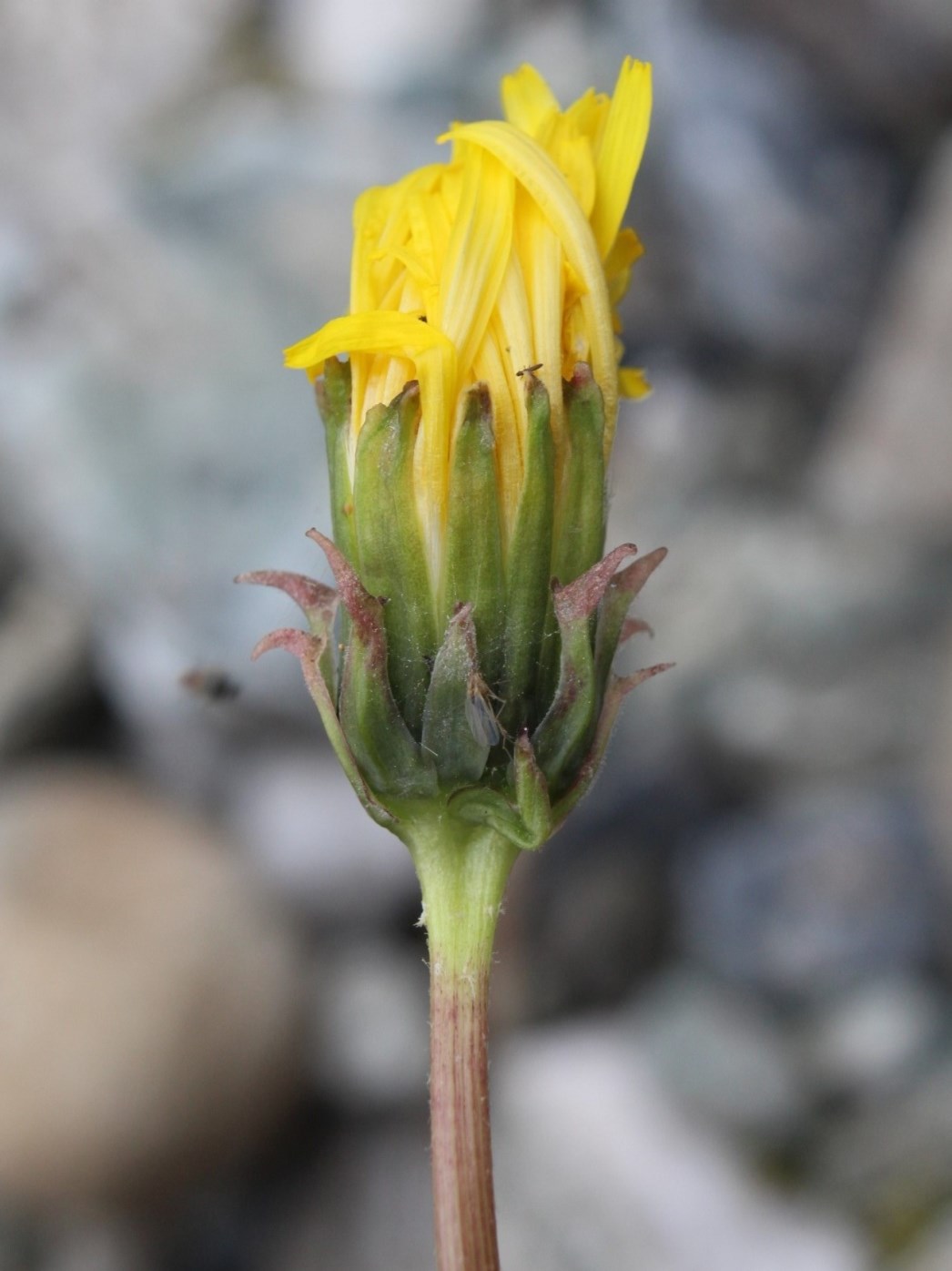 Image of Taraxacum macilentum specimen.