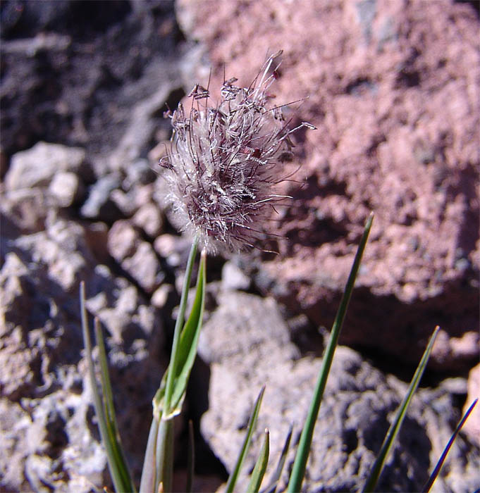 Изображение особи Alopecurus dasyanthus.