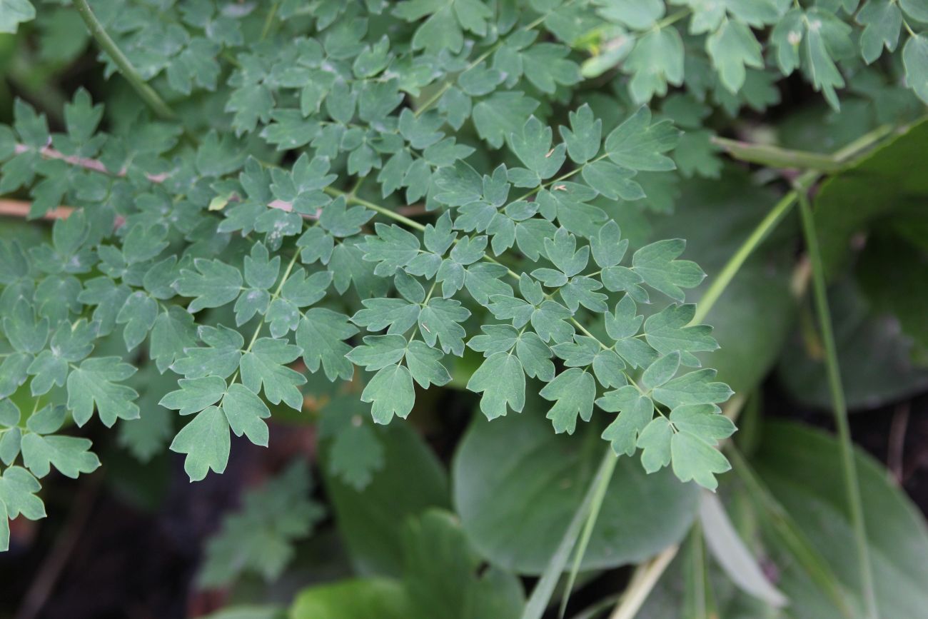 Image of genus Thalictrum specimen.