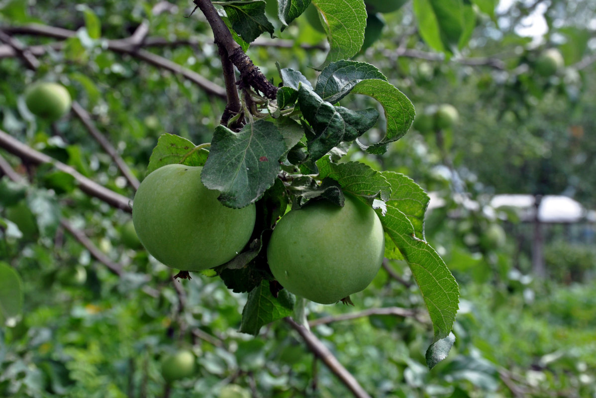 Изображение особи Malus domestica.