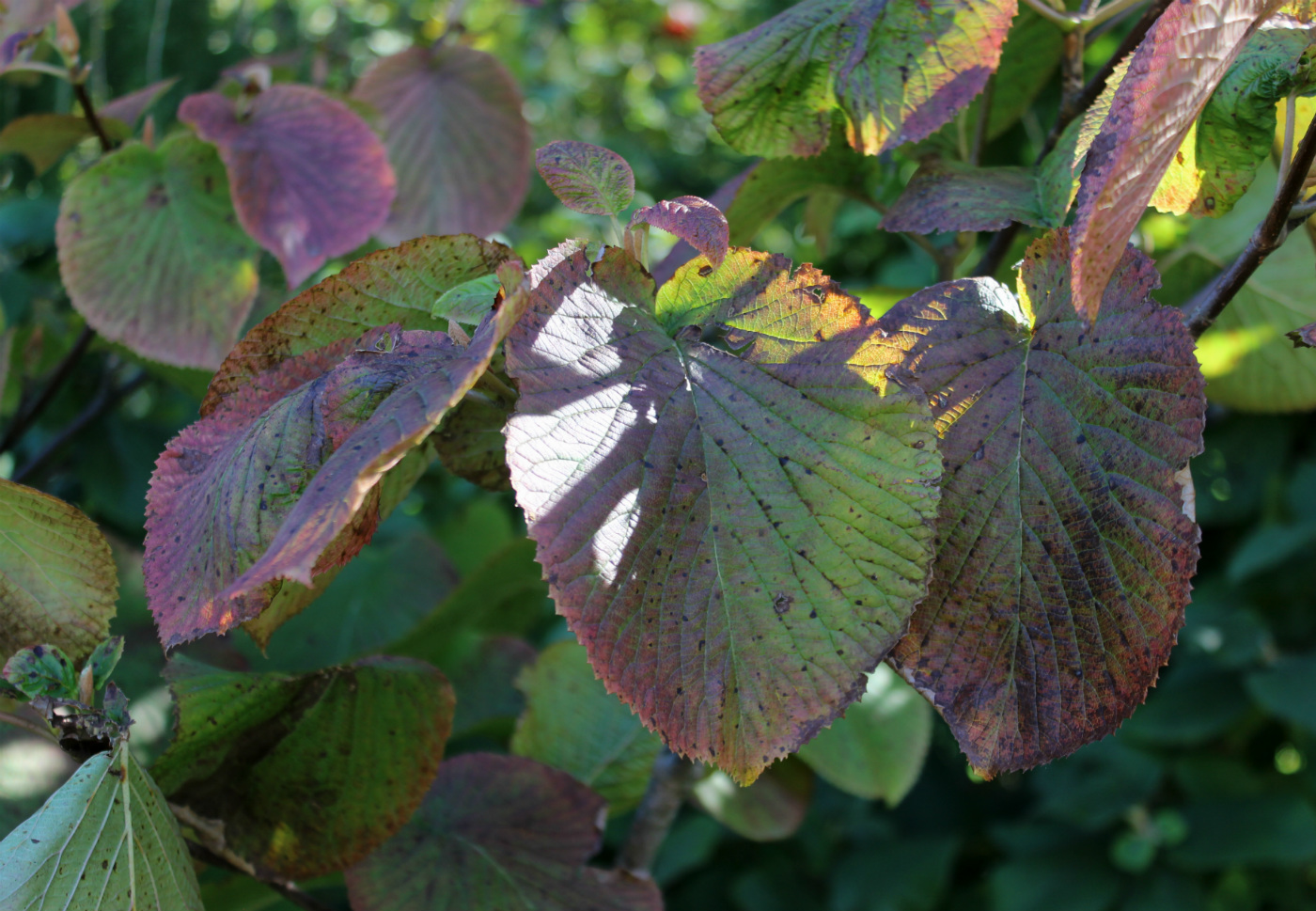 Image of Viburnum furcatum specimen.