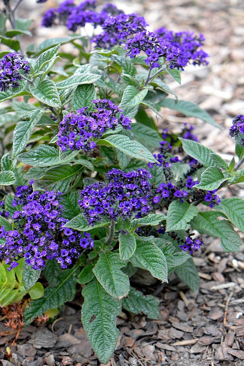 Image of Heliotropium arborescens specimen.