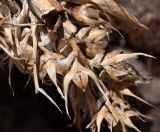 familia Bromeliaceae. Часть соплодия со вскрывшимися плодами после рассеяния семян. Перу, регион Куско, пос. Ollantaymtambo, археологический комплекс, подножие склона северо-восточной экспозиции. 11.10.2020.