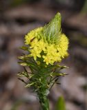 Bulbine narcissifolia