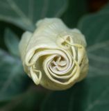 Datura innoxia