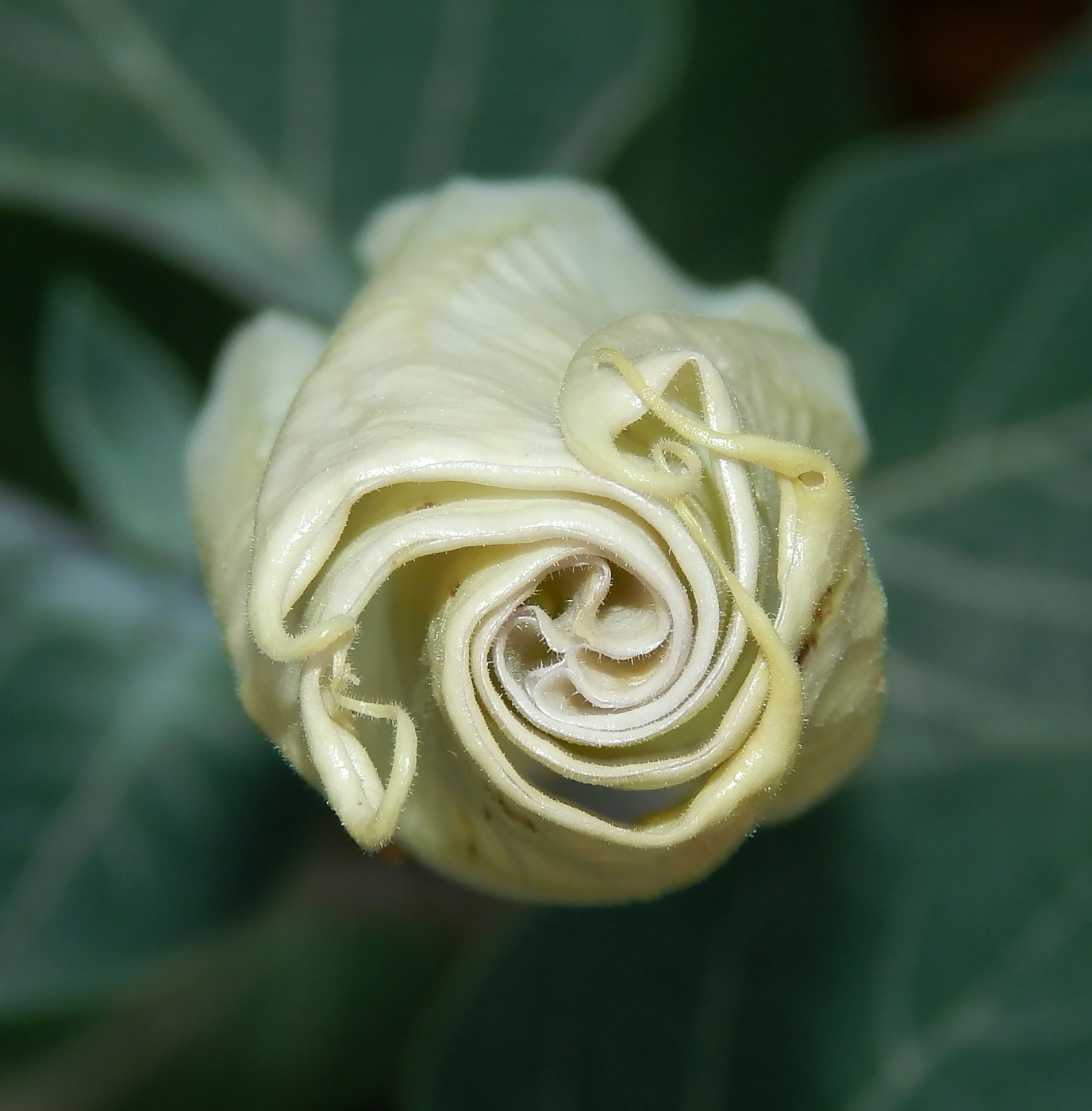 Image of Datura innoxia specimen.