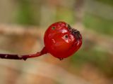 genus Crataegus. Зрелый плод с повреждениями. Московская обл., г. Дубна, лесопарк, окр. пика Тяпкина. 29.09.2020.