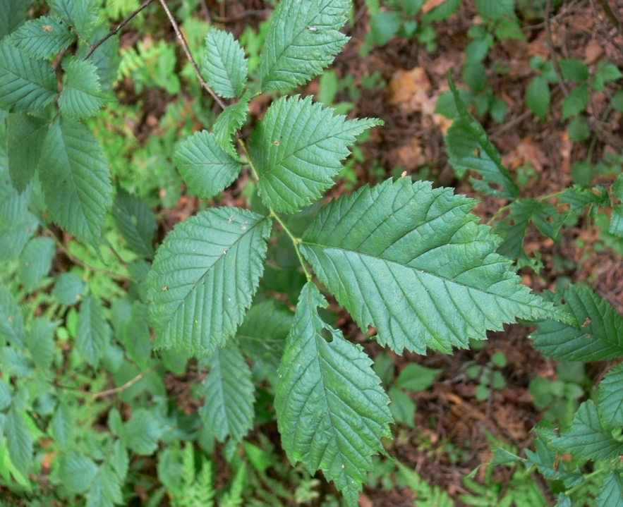 Изображение особи Ulmus glabra.