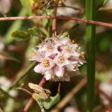 Cuscuta epithymum