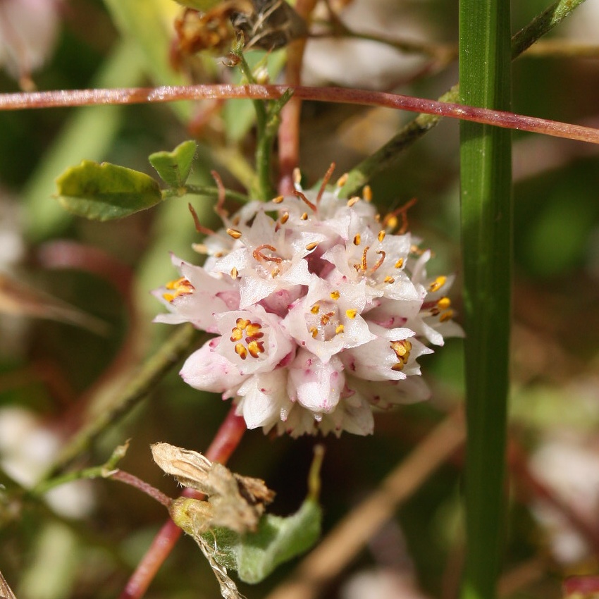 Image of Cuscuta epithymum specimen.