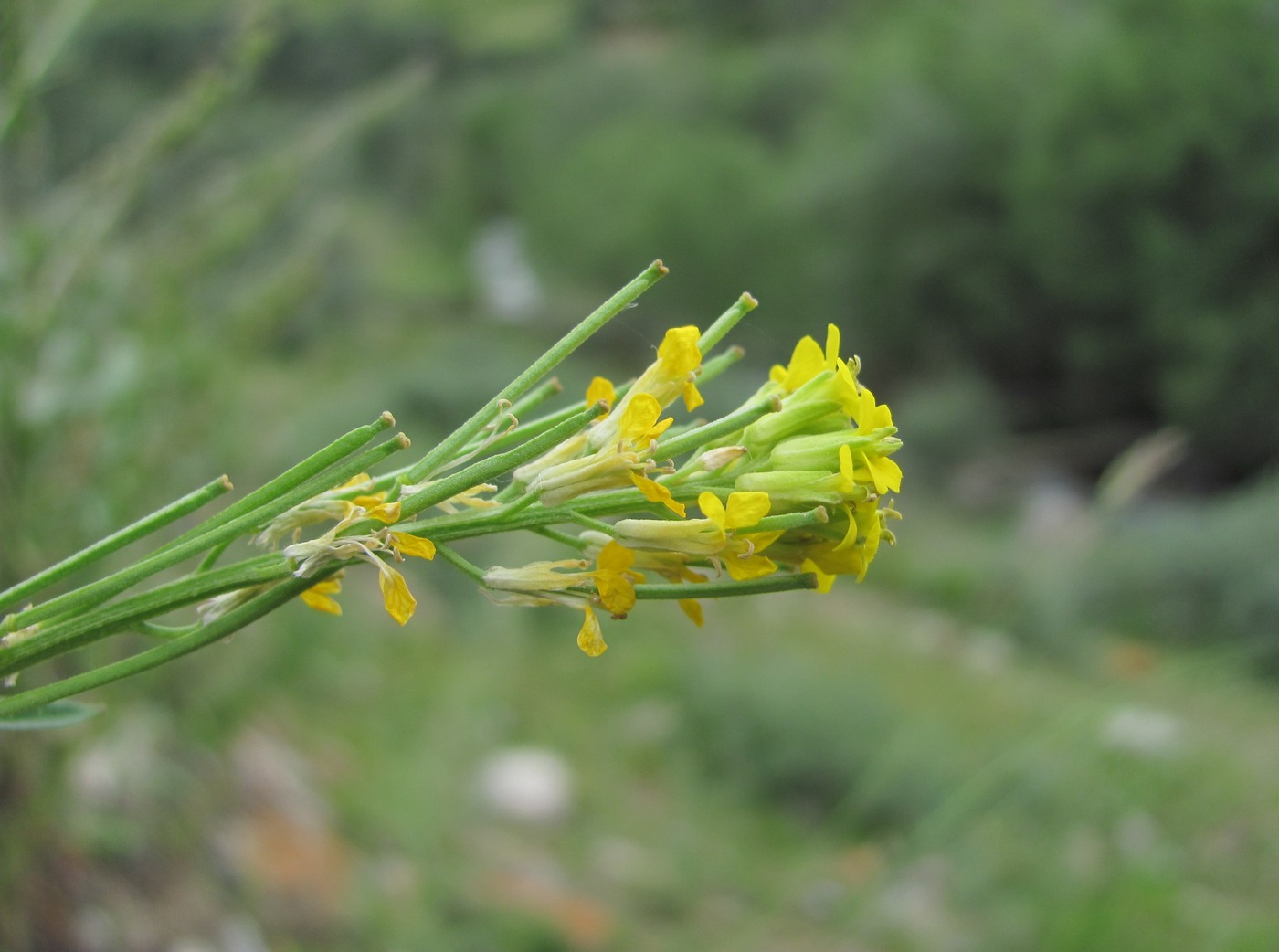 Image of genus Erysimum specimen.