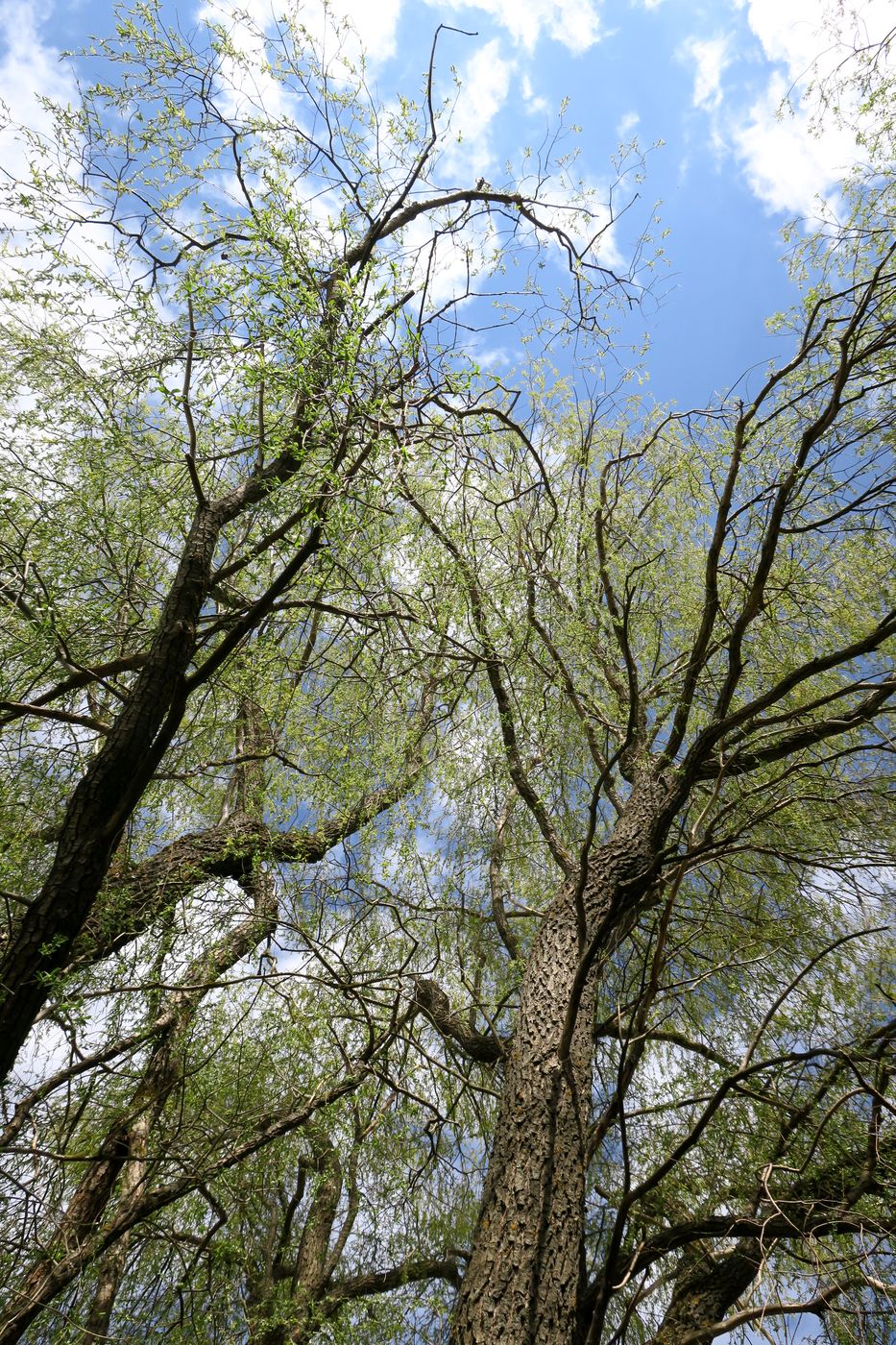 Image of Salix alba specimen.