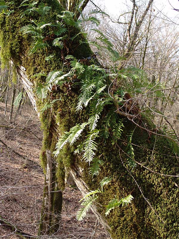 Изображение особи Polypodium cambricum.