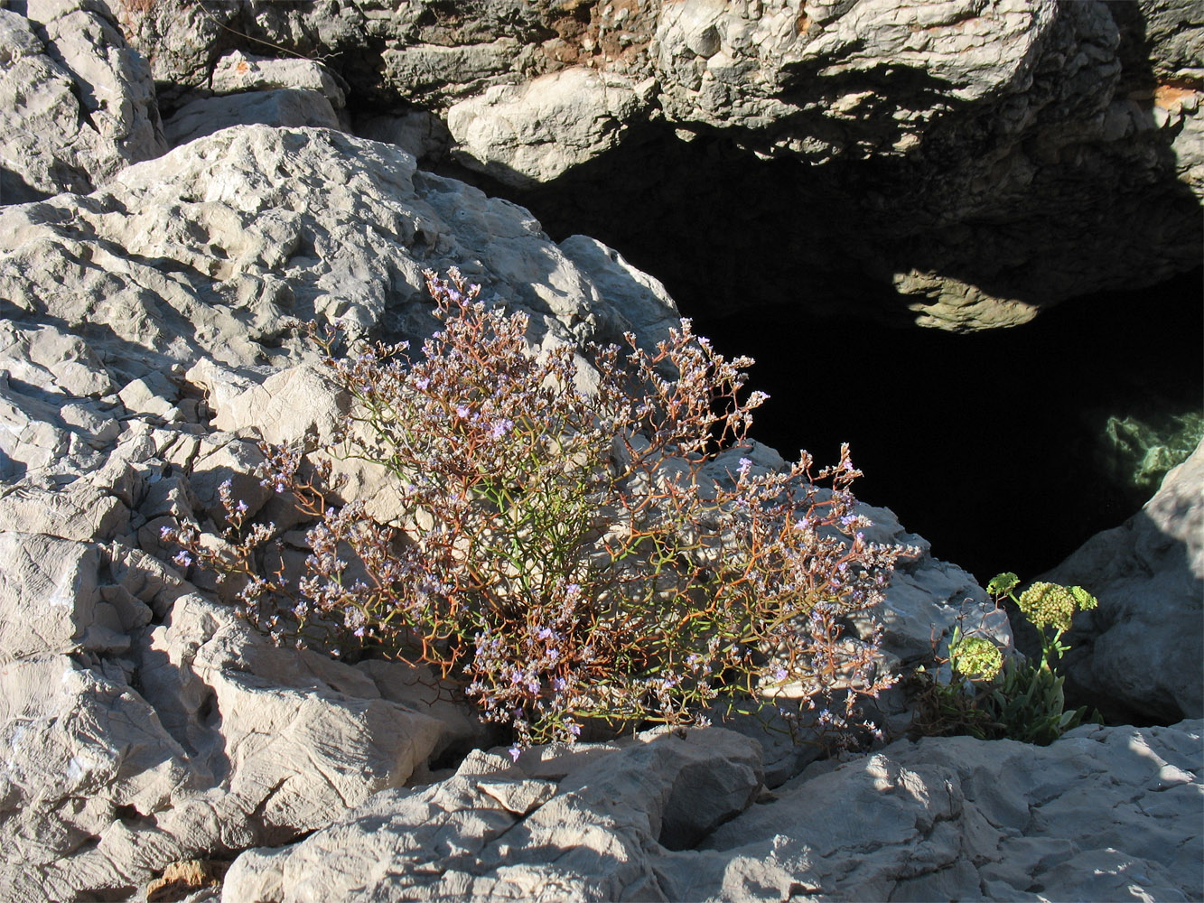 Изображение особи Limonium anfractum.