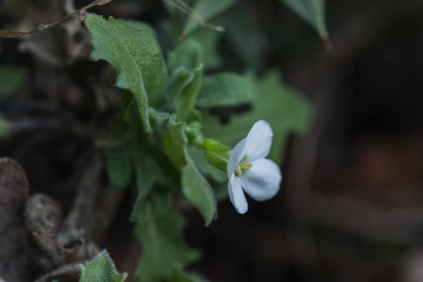 Image of Arabis caucasica specimen.