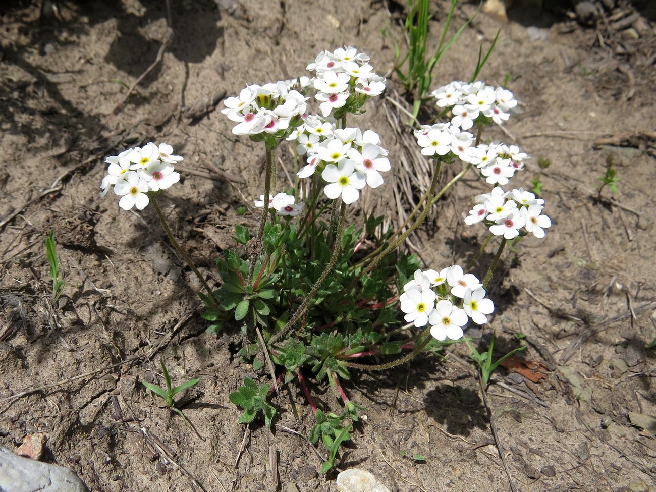 Image of Androsace darvasica specimen.