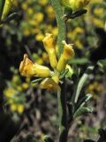 Anthyllis hermanniae. Часть побега с соцветием. Греция, о. Родос, фригана севернее мыса Прасониси. 9 мая 2011 г.