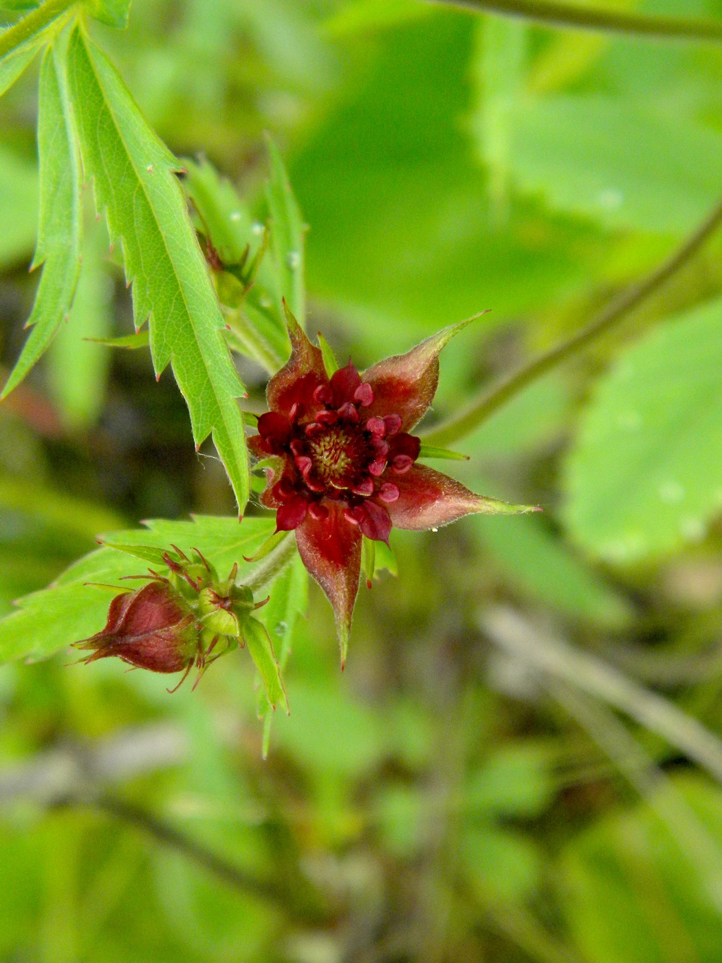 Image of Comarum palustre specimen.