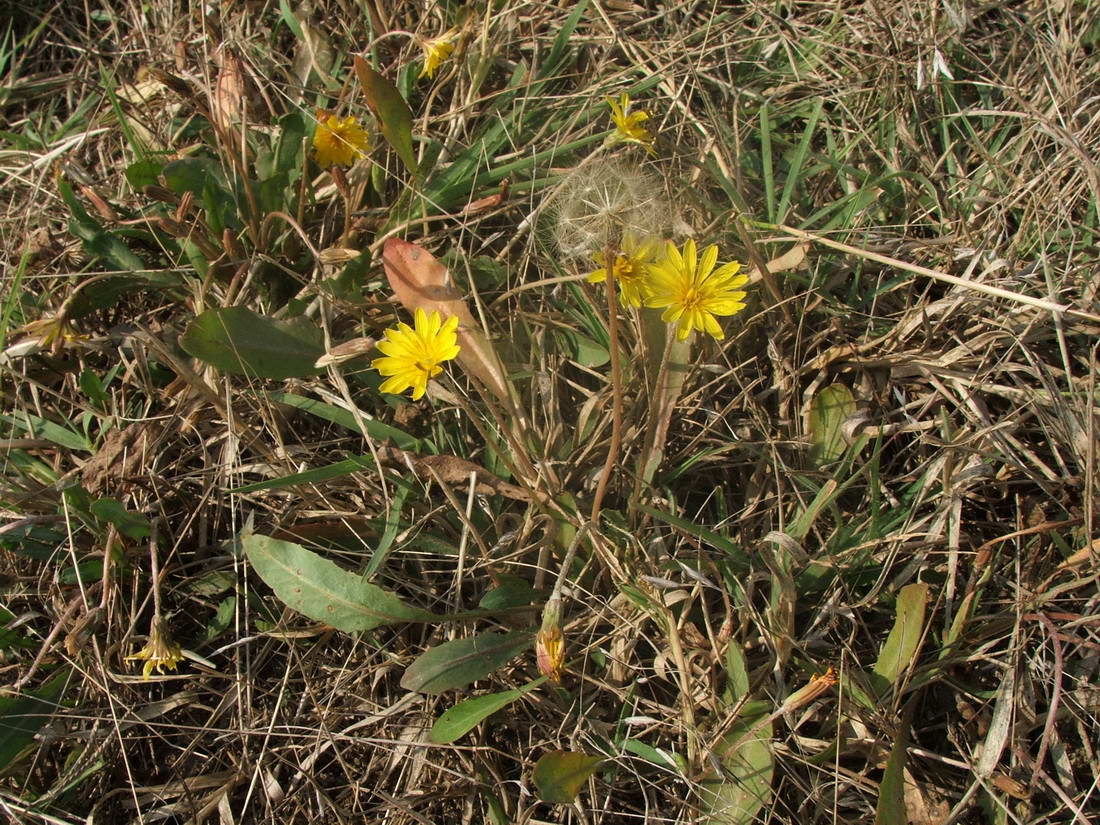 Изображение особи Taraxacum salsum.