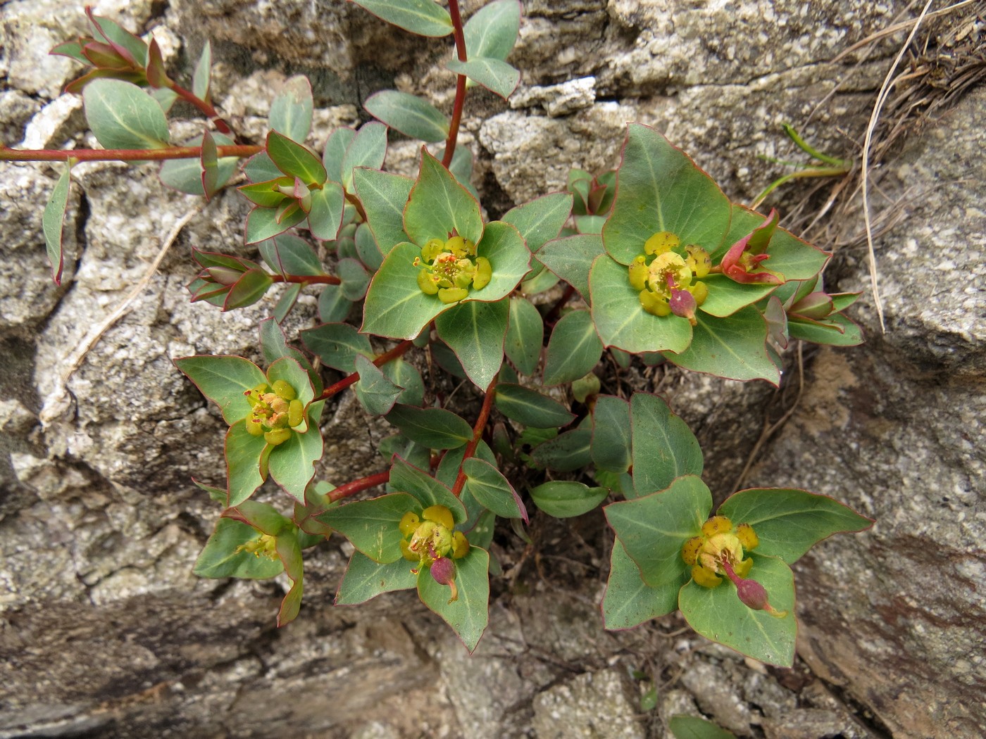 Изображение особи Euphorbia monocyathium.