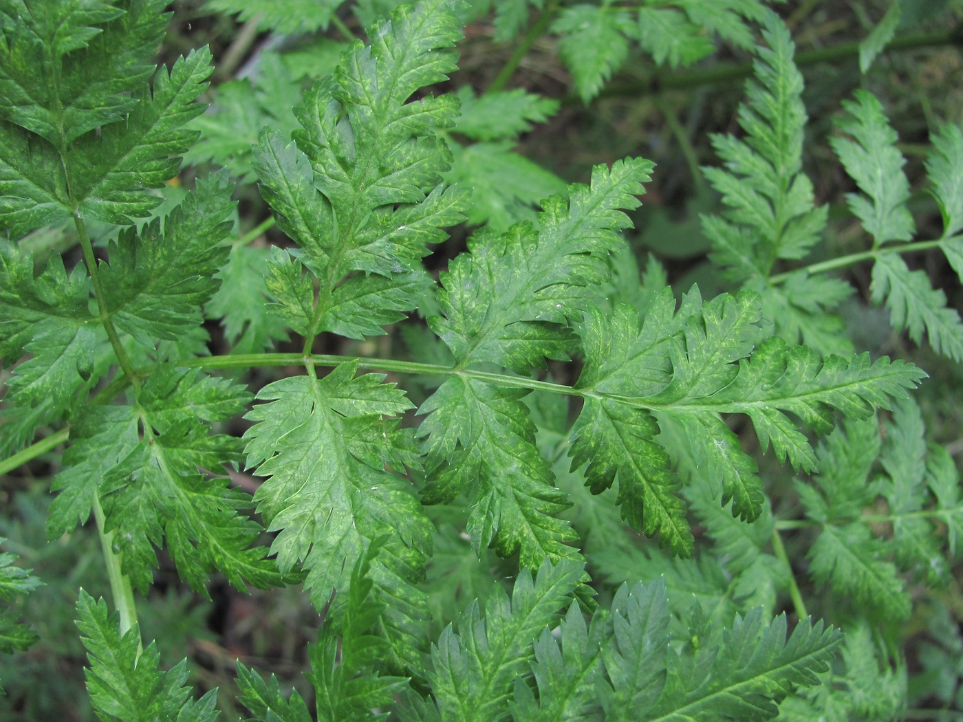 Изображение особи Conium maculatum.