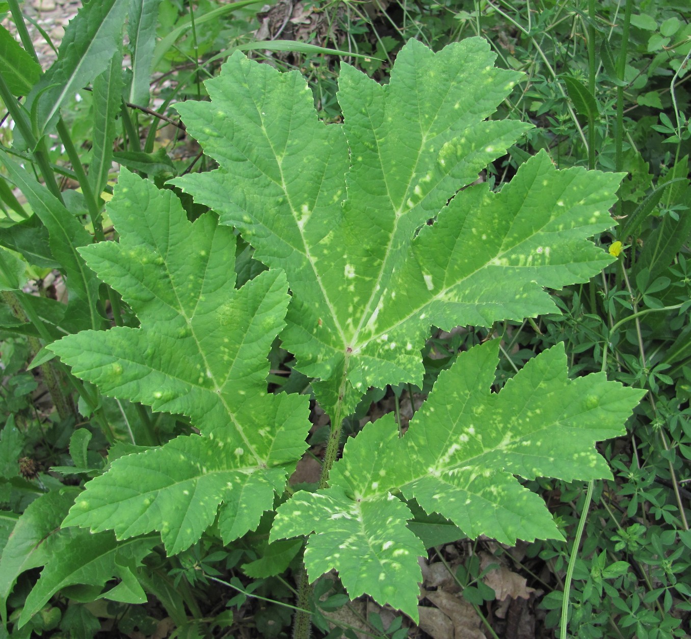 Изображение особи Heracleum mantegazzianum.