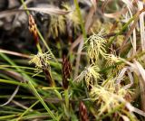 Carex humilis