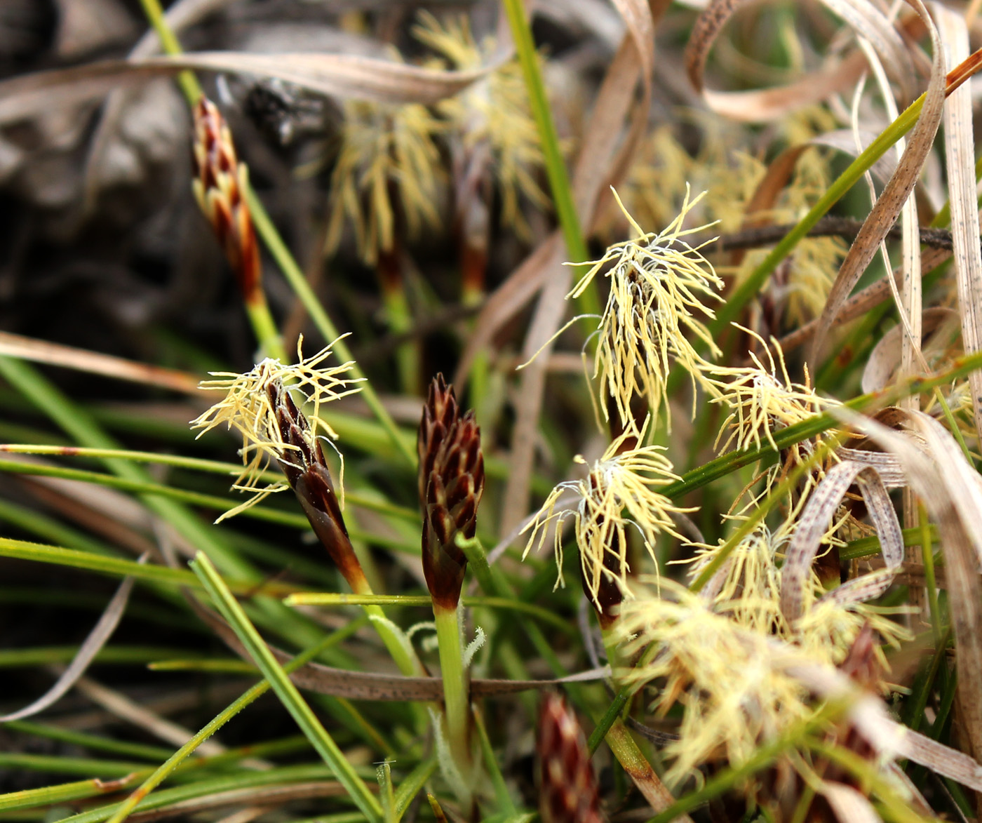 Изображение особи Carex humilis.