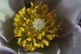 Pulsatilla multifida