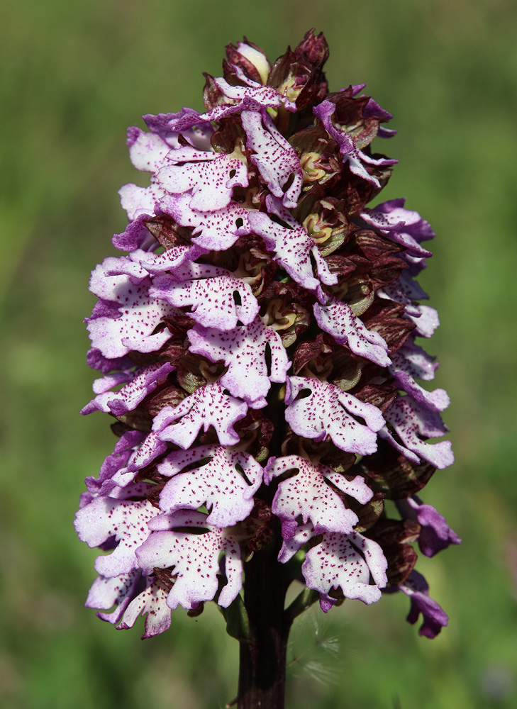 Image of Orchis purpurea specimen.